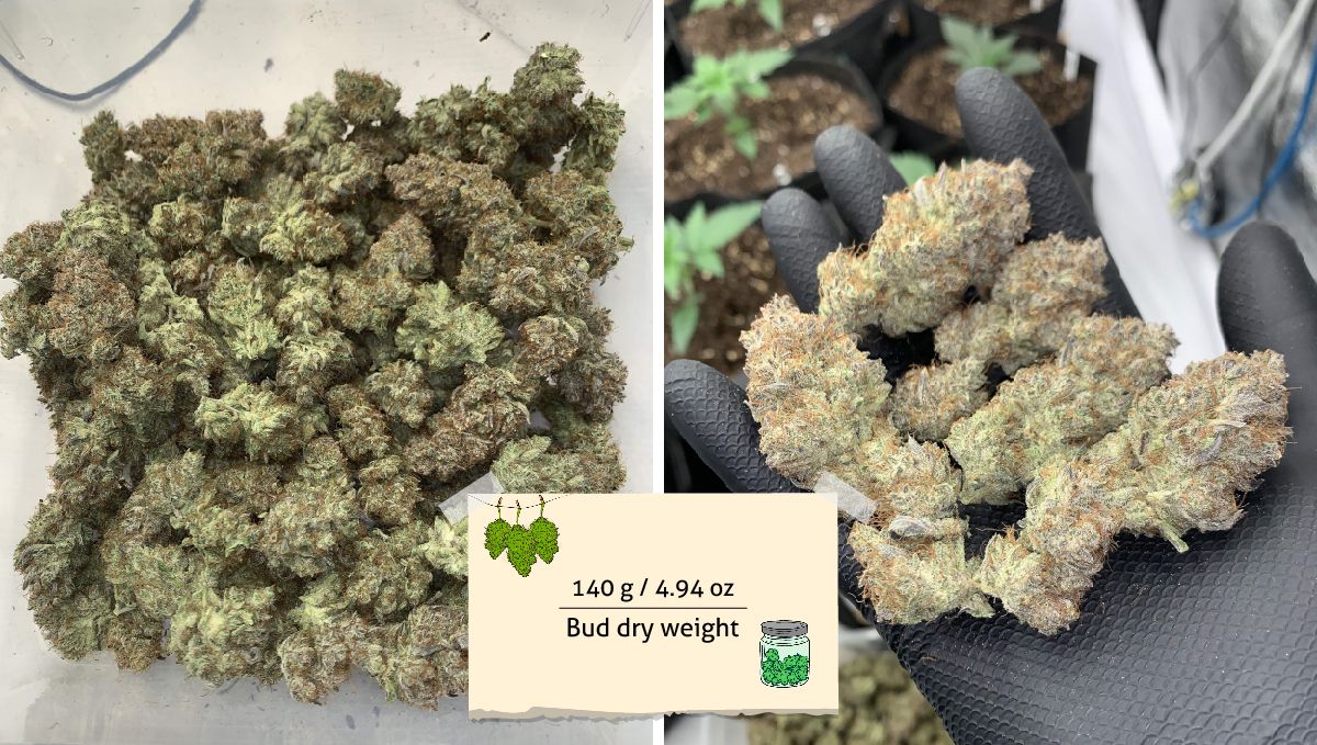 Strawberry Gorilla Auto Cannabissorte: Ertrag | Getrocknete und fermentierte Marihuanaknospen Strawberry Gorilla Auto Cannabissorte: Ertrag | Getrocknete und fermentierte Marihuanaknospen