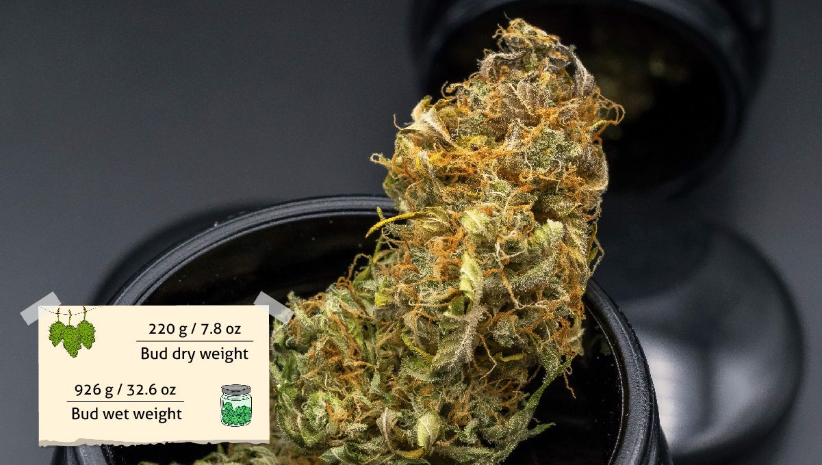Gorilla Cookies Auto Cannabis Strain Week-by-Week Guide: Bud in a grinder