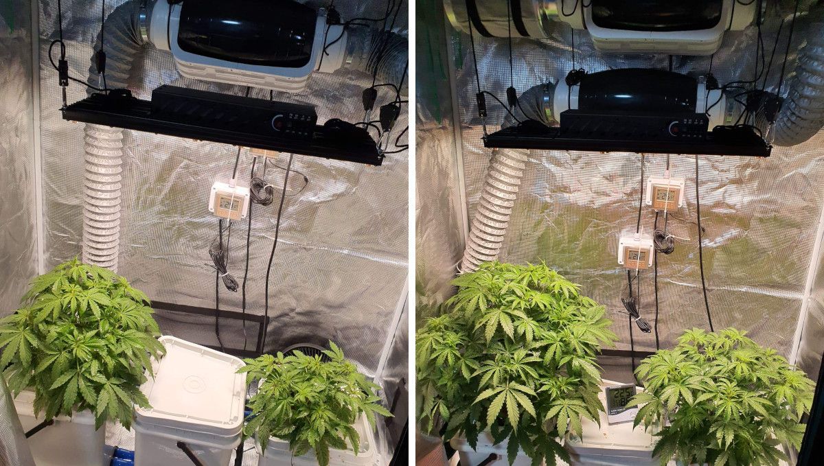 Pineapple Express Auto cannabis strain: mid veg | weeks 3-4 | vigorous growth in DWC Pineapple Express Auto cannabis strain: mid veg | weeks 3-4 | vigorous growth in DWC