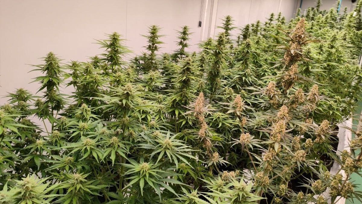 Apricot Auto