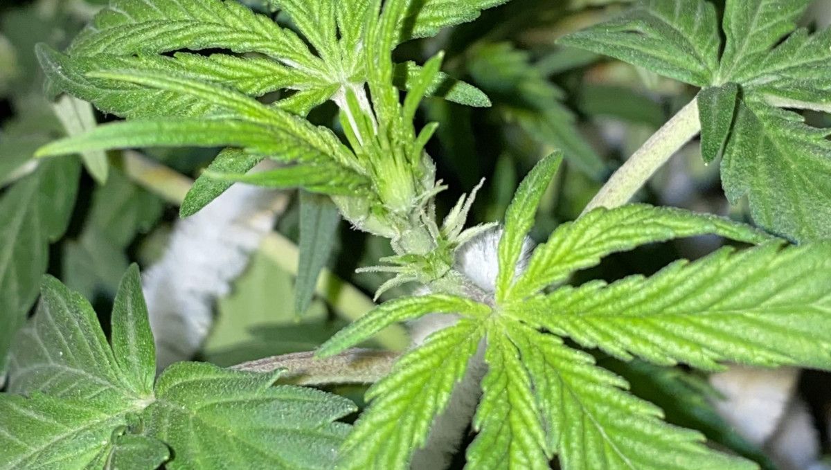 Pineapple Express Auto cannabis strain: transition (pre-flower) | week 5 | the first pistils forming at the nodes Pineapple Express Auto cannabis strain: transition (pre-flower) | week 5 | the first pistils forming at the nodes