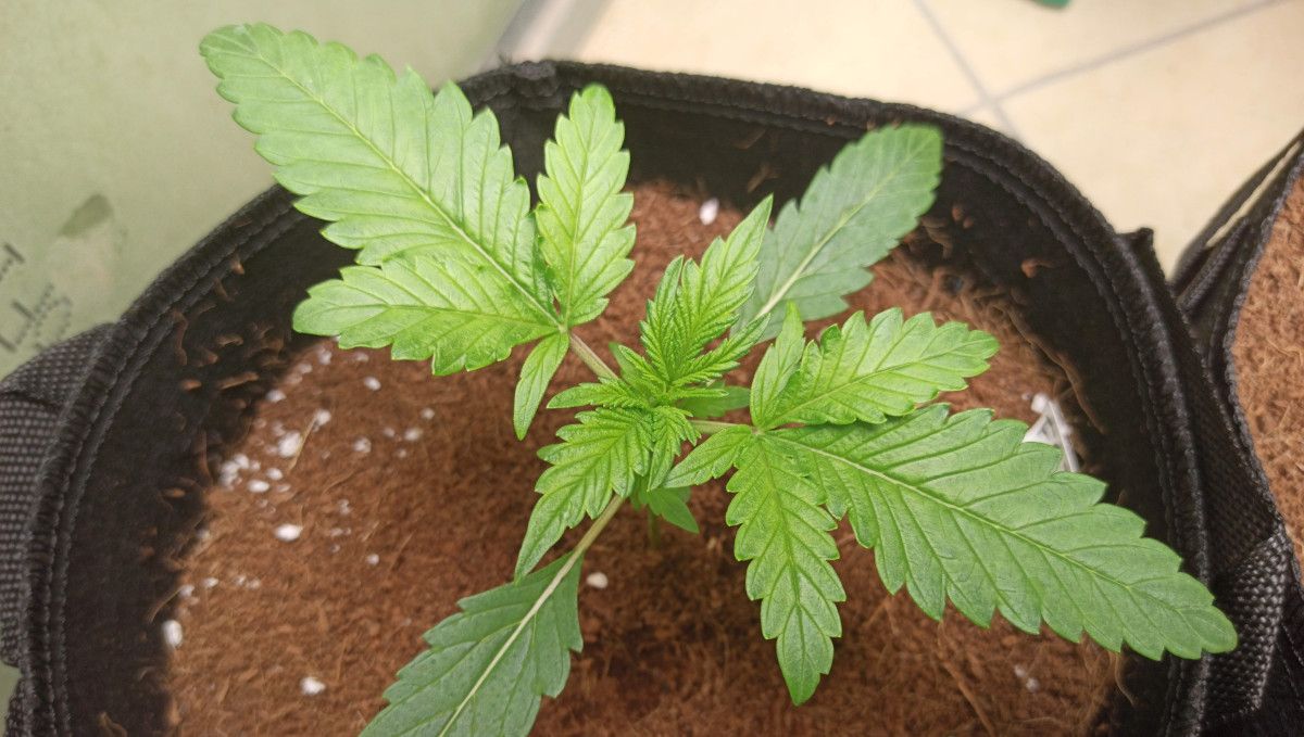 Purple Punch Auto Cannabis Strain Week-by-Week Guide: A top view of a healthy 2-week-old weed plant
