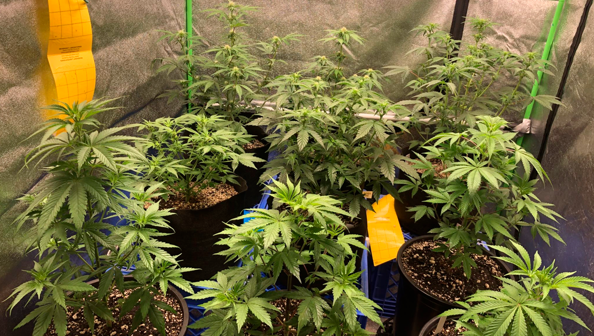 10 Best Strains for Female Arousal in 2022: Strawberry Cough