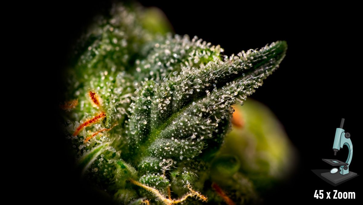 Die besten Lupen: Kompakte Mikroskope für Trichome Die besten Lupen: Kompakte Mikroskope für Trichome