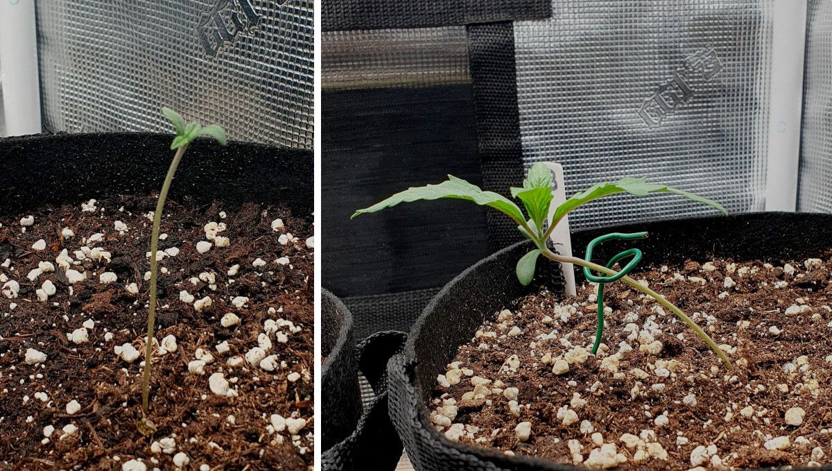 Gorilla Cookies FF cannabis strain: germination and seedling stage | a stretchy seedling supported by wire Gorilla Cookies FF cannabis strain: germination and seedling stage | a stretchy seedling supported by wire