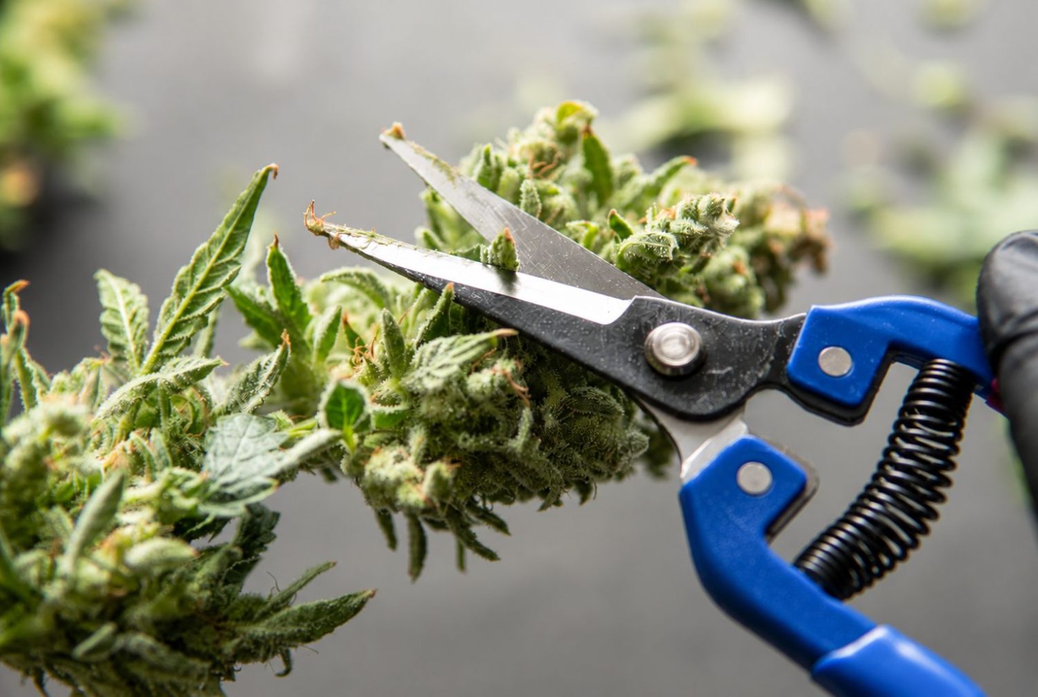 How to harvest autoflowers: dry trimming vs wet trimming How to harvest autoflowers: dry trimming vs wet trimming