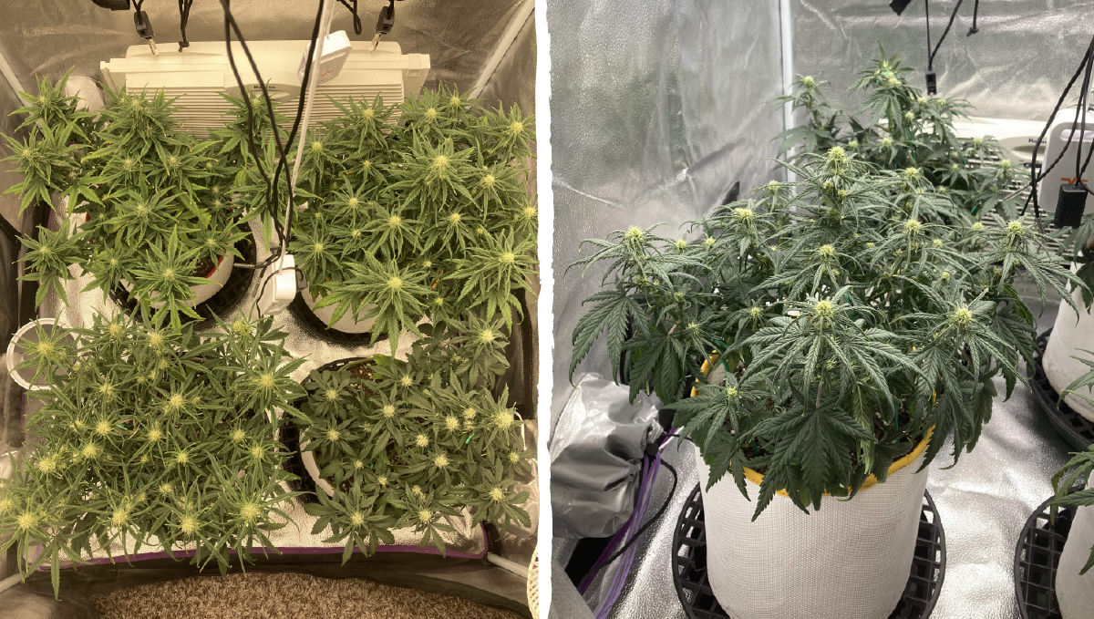 Trainwreck auto week-by-week: flowering stage week 5 Trainwreck auto week-by-week: flowering stage week 5