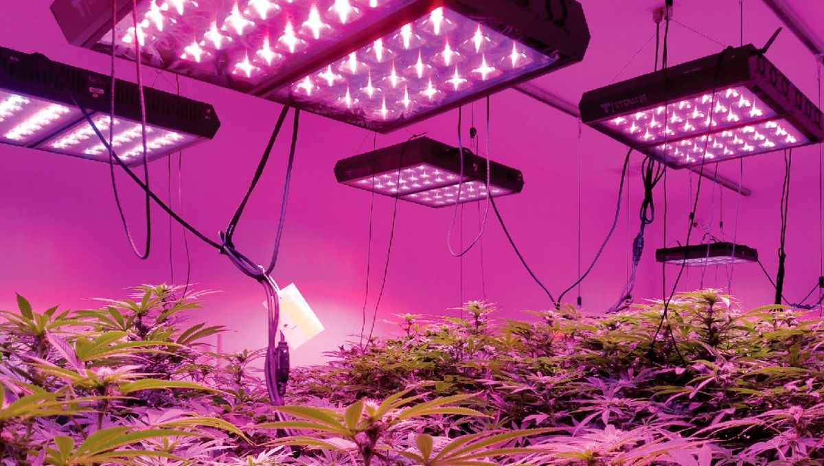 The best lighting for autoflower cannabis: LEDs