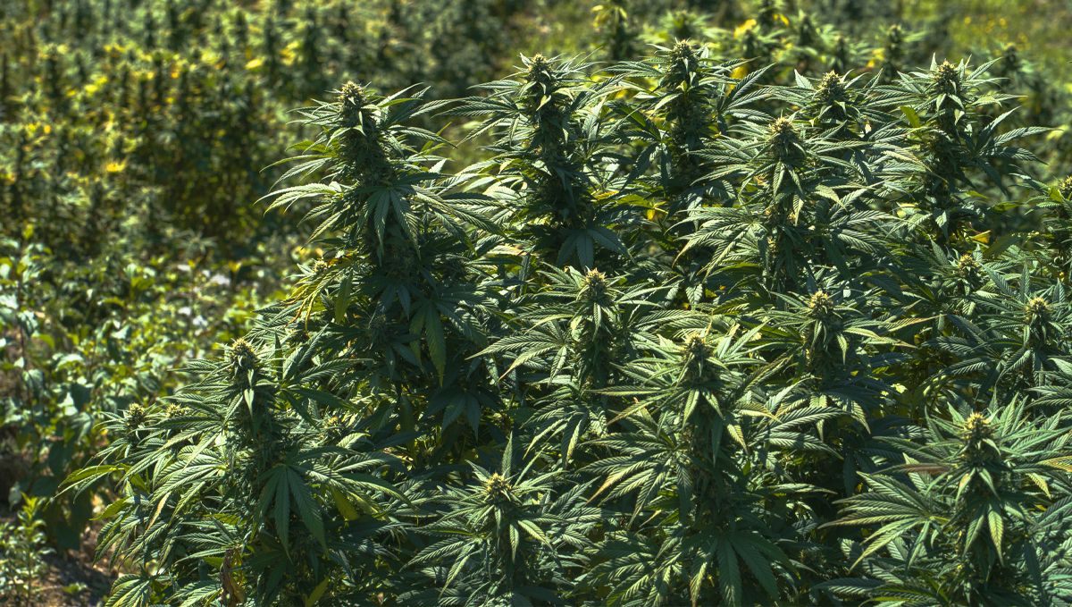 Wie man Autoflowering-Cannabissamen im Freien anbaut: Den idealen Standort wählen