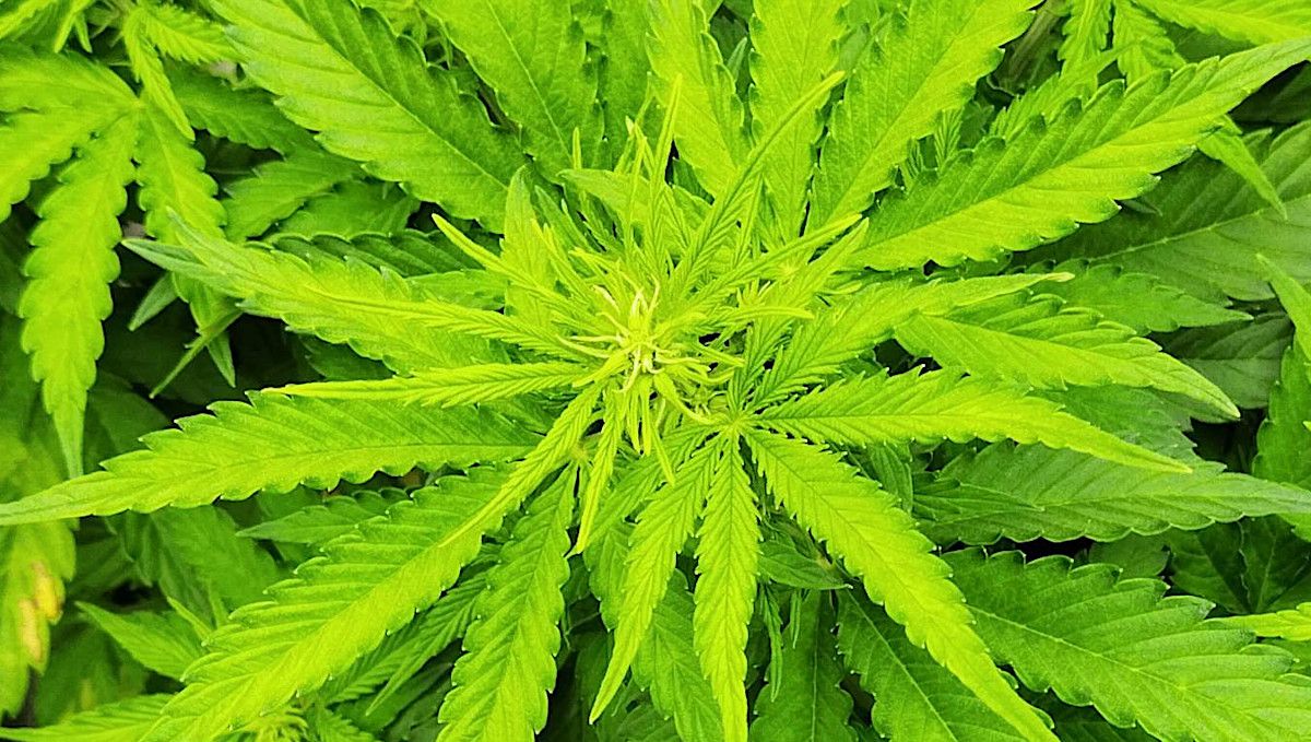 Auto Mazar cannabis strain: transition (pre-flower) | week 5 | the top of a marijuana plant on the cusp of flowering