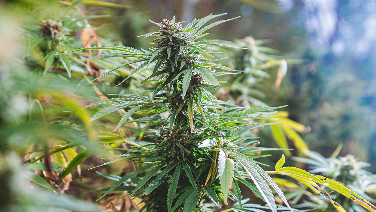 What yields can I get with autoflowering cannabis: to train or not to train