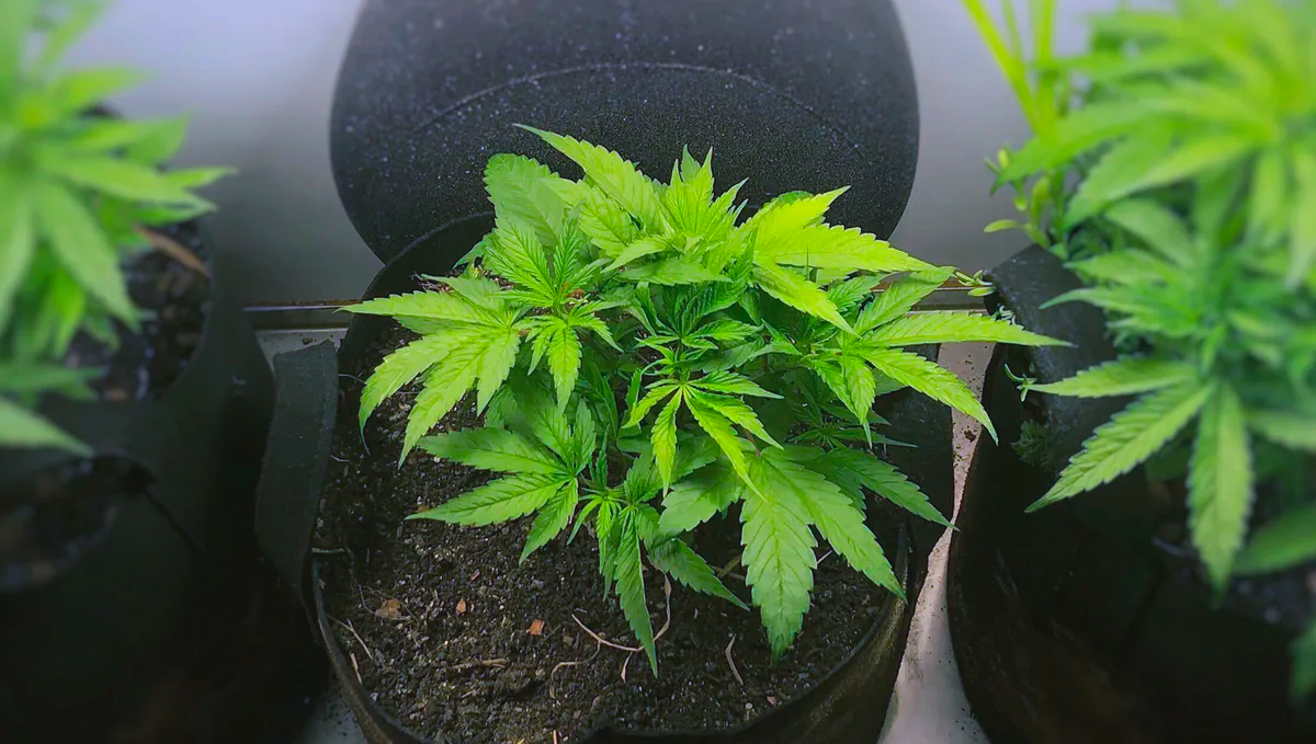 Weed in japan: is it legal to buy seeds? Weed in japan: is it legal to buy seeds?