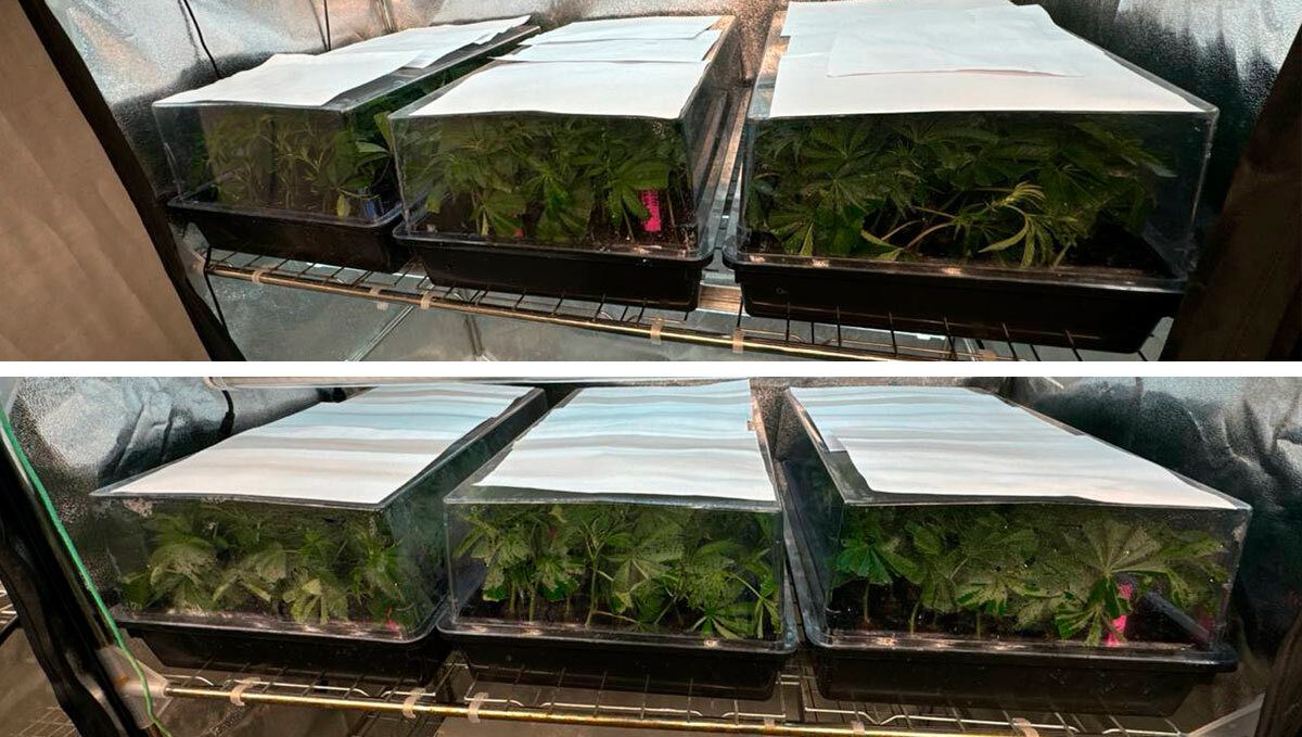Clones under dome