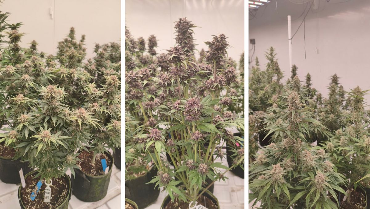 Close-up of cannabis seedlings demonstrating vigor and structure.