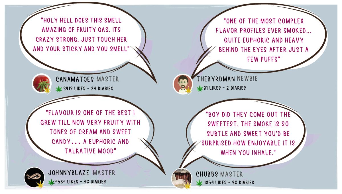 Forbidden Runtz Auto Cannabis Strain Week-by-Week Guide: Quotes of people describing the high and the flavor of the smoke Forbidden Runtz Auto Cannabis Strain Week-by-Week Guide: Quotes of people describing the high and the flavor of the smoke