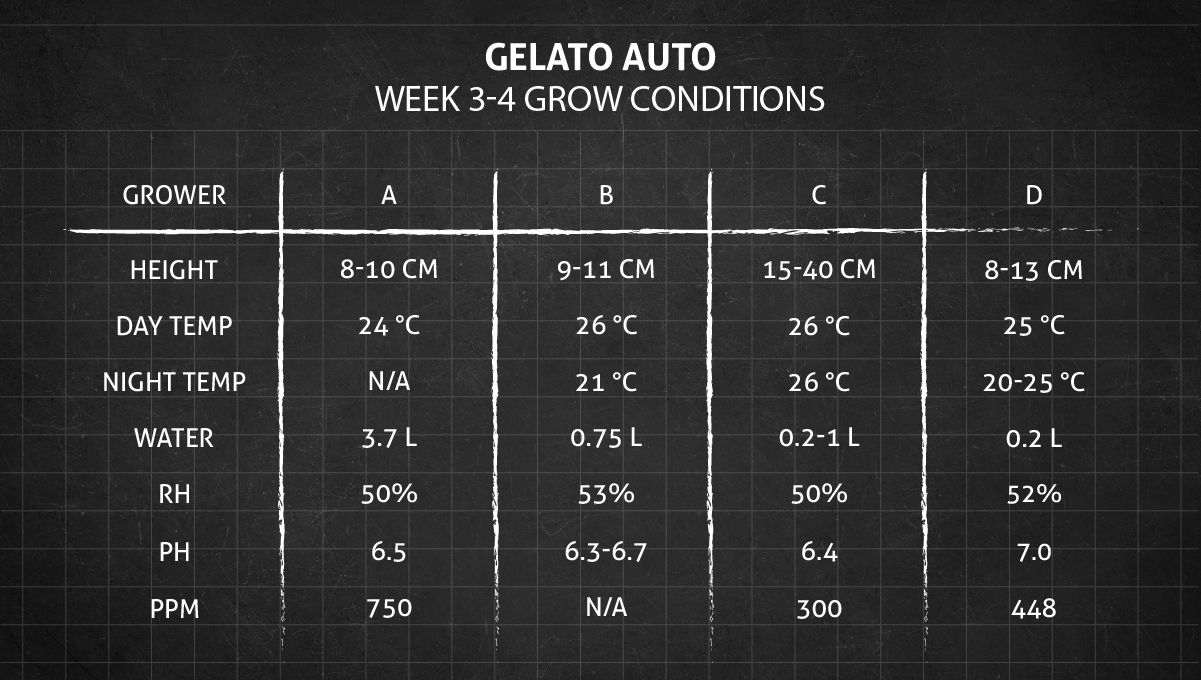 Gelato Auto Cannabis Strain Week-by-Week Guide: Grow conditions in weeks 3-4 Gelato Auto Cannabis Strain Week-by-Week Guide: Grow conditions in weeks 3-4