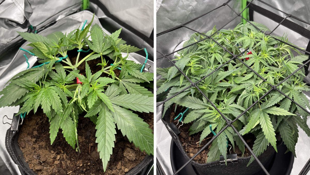 Amnesia Z Auto cannabis strain: mid veg | weeks 3-4 | a vegging weed plant LSTd and ScrOGged Amnesia Z Auto cannabis strain: mid veg | weeks 3-4 | a vegging weed plant LSTd and ScrOGged