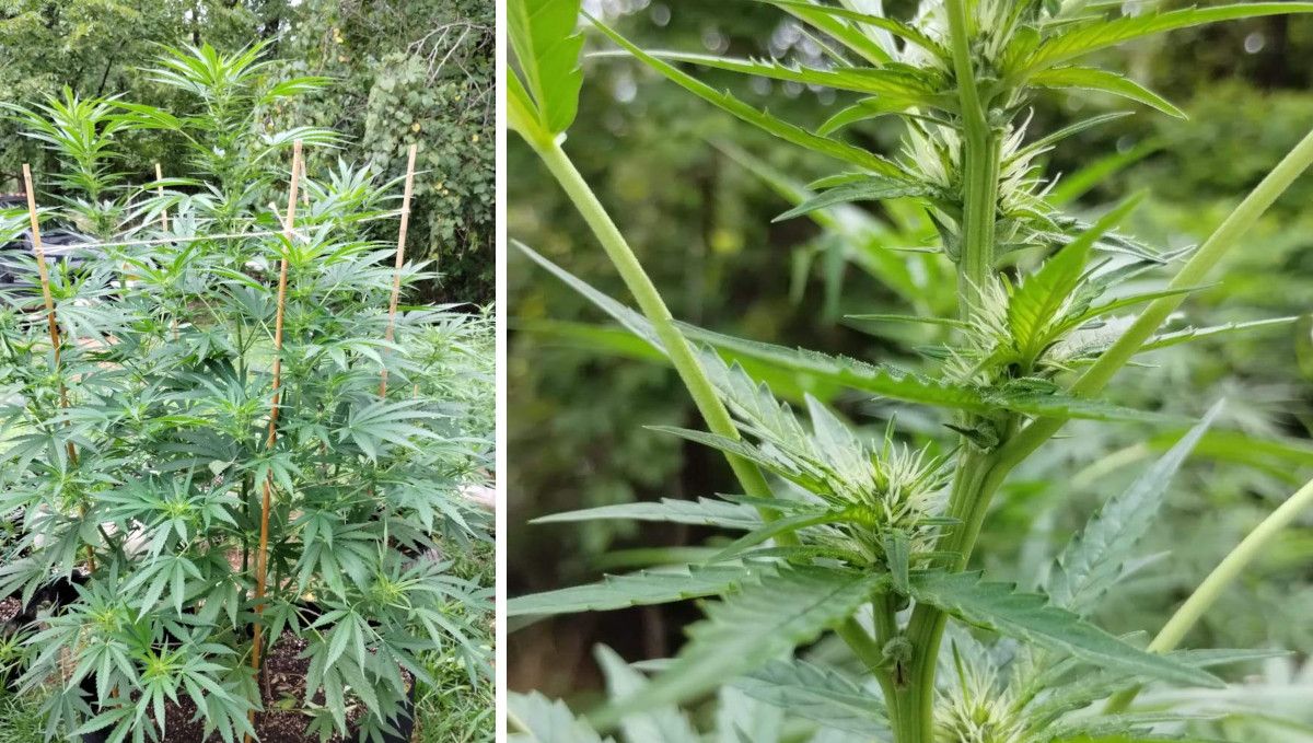 GG4 Sherbet FF cannabis strain: early flower | weeks 8-9 | an outdoor plant with the nodes getting covered in flowers