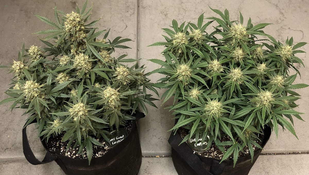 Girl Scout Cookies Auto Cannabis Strain Week-by-Week Guide: Two very frosty weed plants with buds approaching maturity but still with a lot of white pistils Girl Scout Cookies Auto Cannabis Strain Week-by-Week Guide: Two very frosty weed plants with buds approaching maturity but still with a lot of white pistils