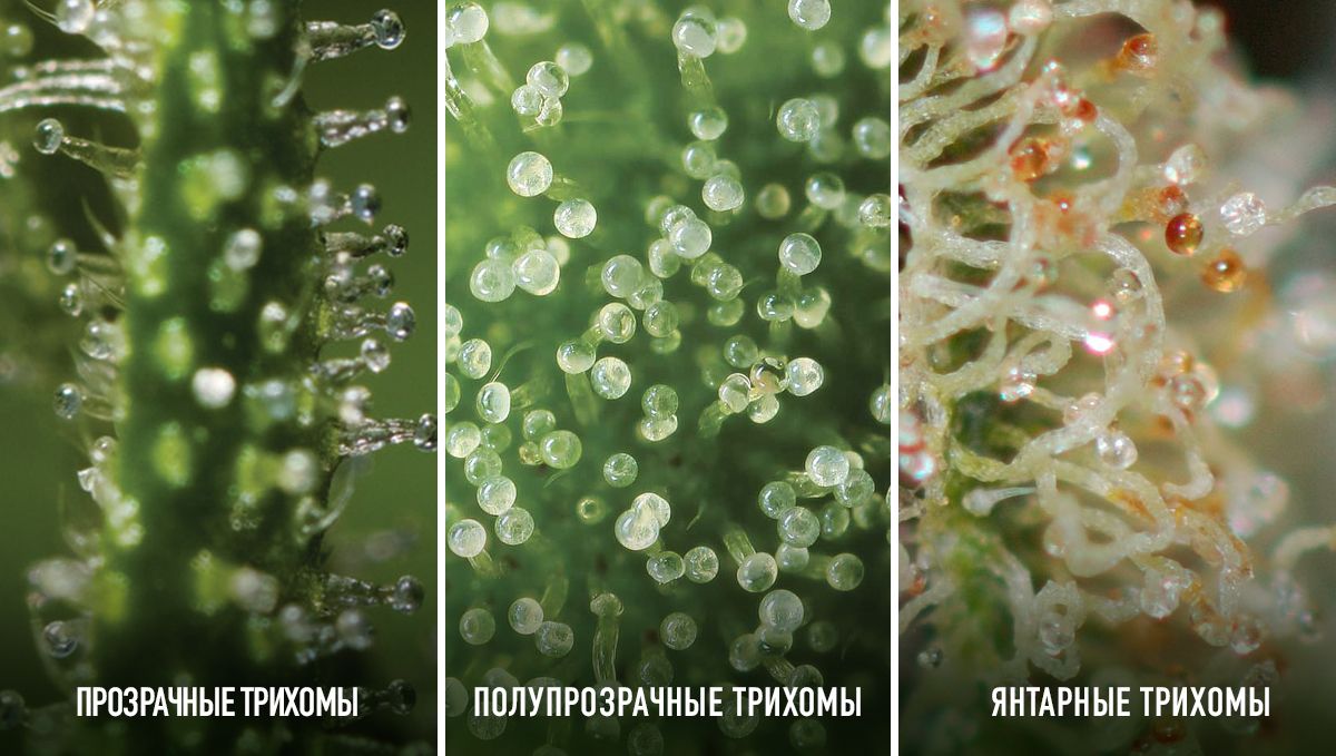 Autoflowering Cannabis: states of the trichomes