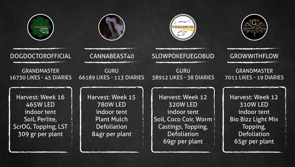 Purple Lemonade FF cannabis strain: outcome Purple Lemonade FF cannabis strain: outcome
