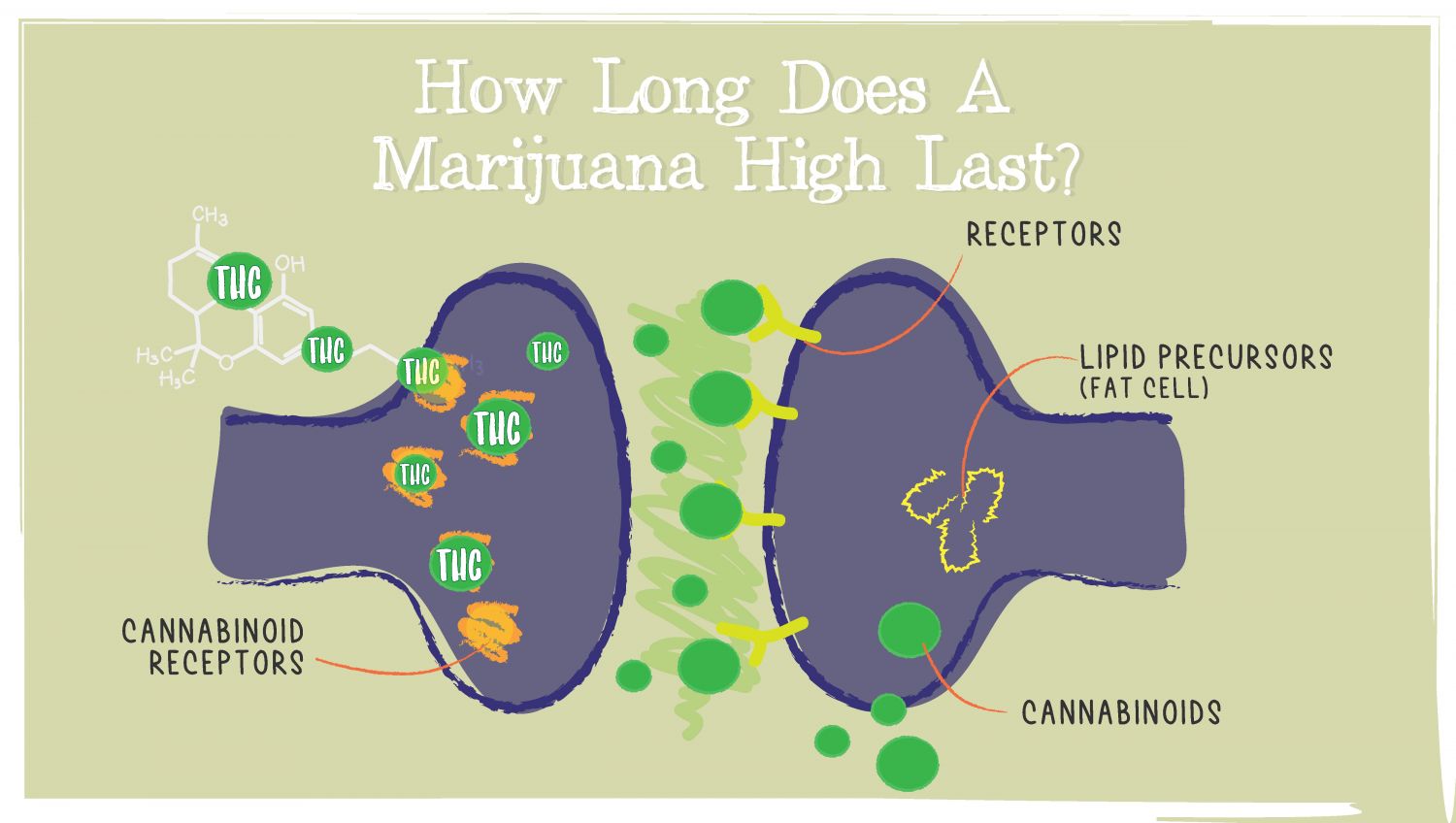 How Long Does A Marijuana High Last?