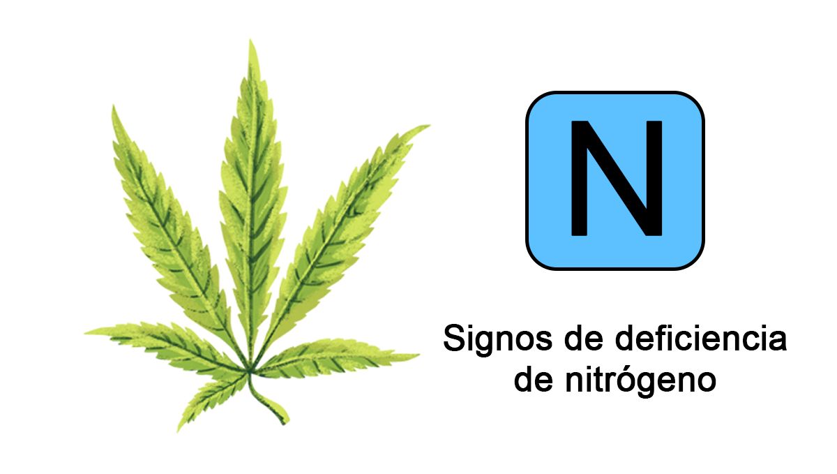 Deficiencias nutricionales del cannabis: nitrógeno