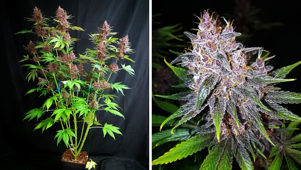 Purple Lemonade FF cannabis strain: ripening and harvest | weeks 12 | a plant with purple buds outside of a grow tent Purple Lemonade FF cannabis strain: ripening and harvest | weeks 12 | a plant with purple buds outside of a grow tent