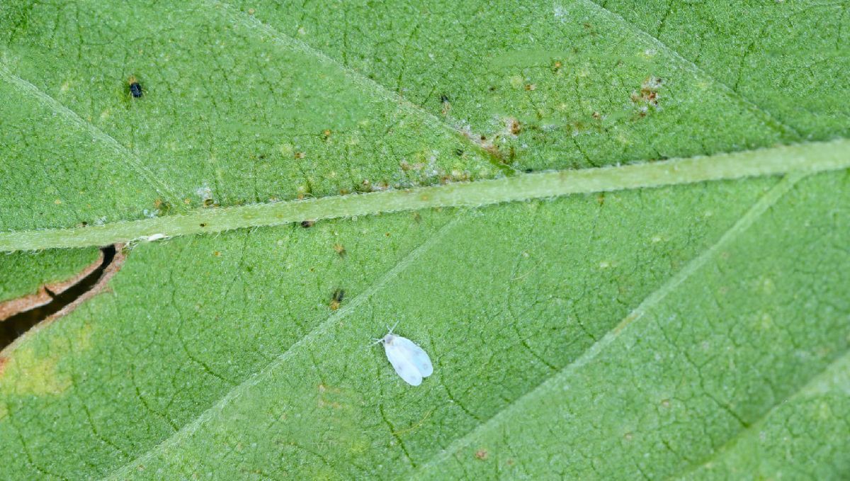 How to get rid of spider mites: white fly