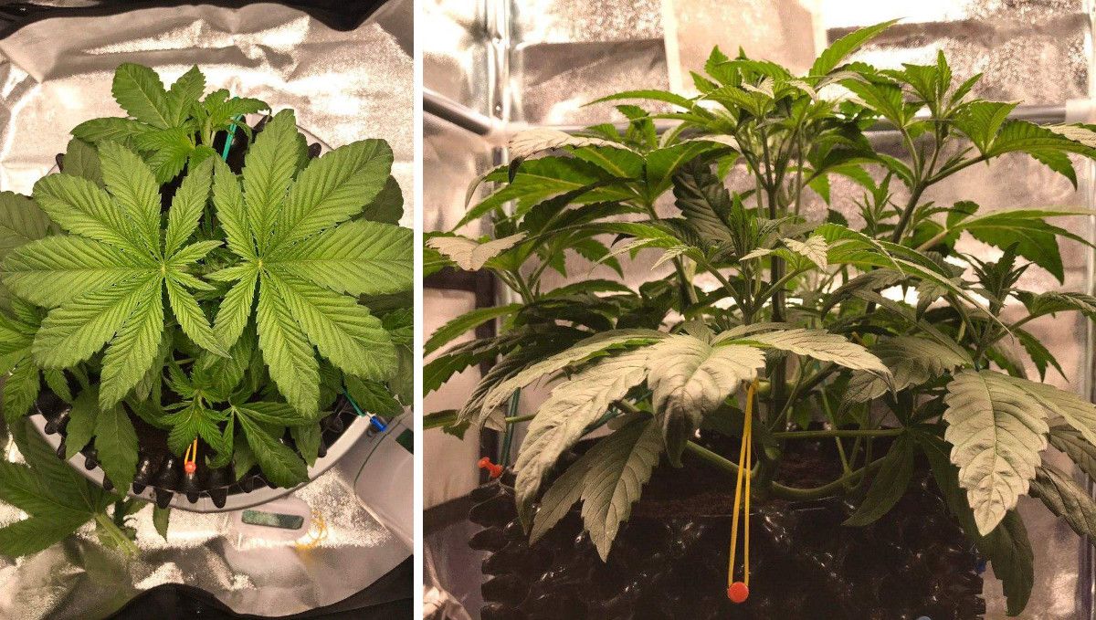 Vanilla Kush cannabis strain: mid veg | weeks 3-4 Vanilla Kush cannabis strain: mid veg | weeks 3-4