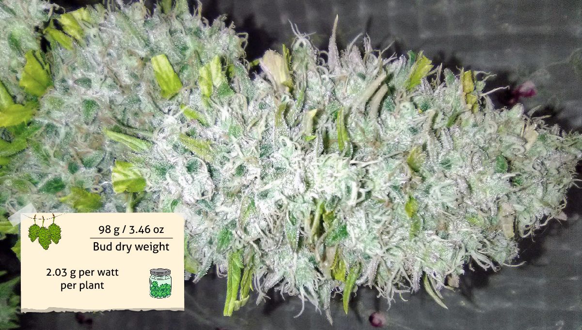 Orange Sherbet Auto Cannabis Strain Week-by-Week Guide: A roughly trimmed mature cola Orange Sherbet Auto Cannabis Strain Week-by-Week Guide: A roughly trimmed mature cola