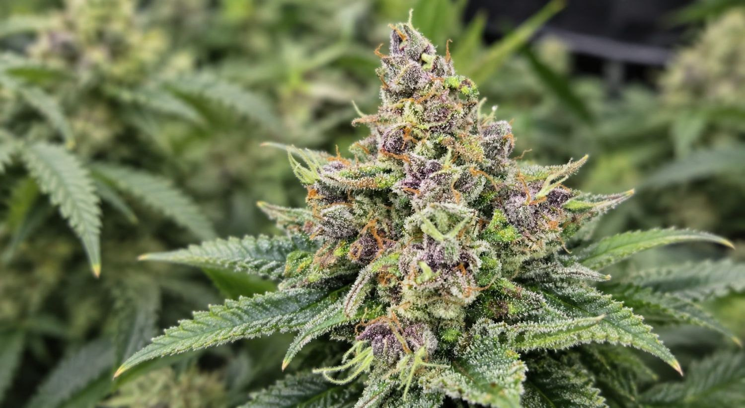 What Are Trichomes And Their Importance: The importance of Trichomes