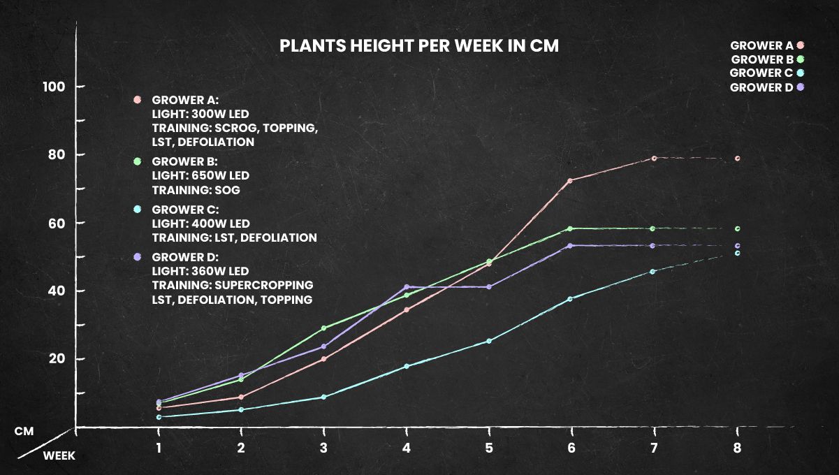 Tropicana Cookies Auto cannabis strain: height chart for the whole life cycle Tropicana Cookies Auto cannabis strain: height chart for the whole life cycle