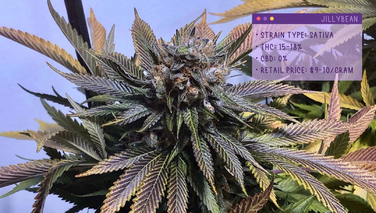 Best Weed Strains for Anxiety: Jillybean
