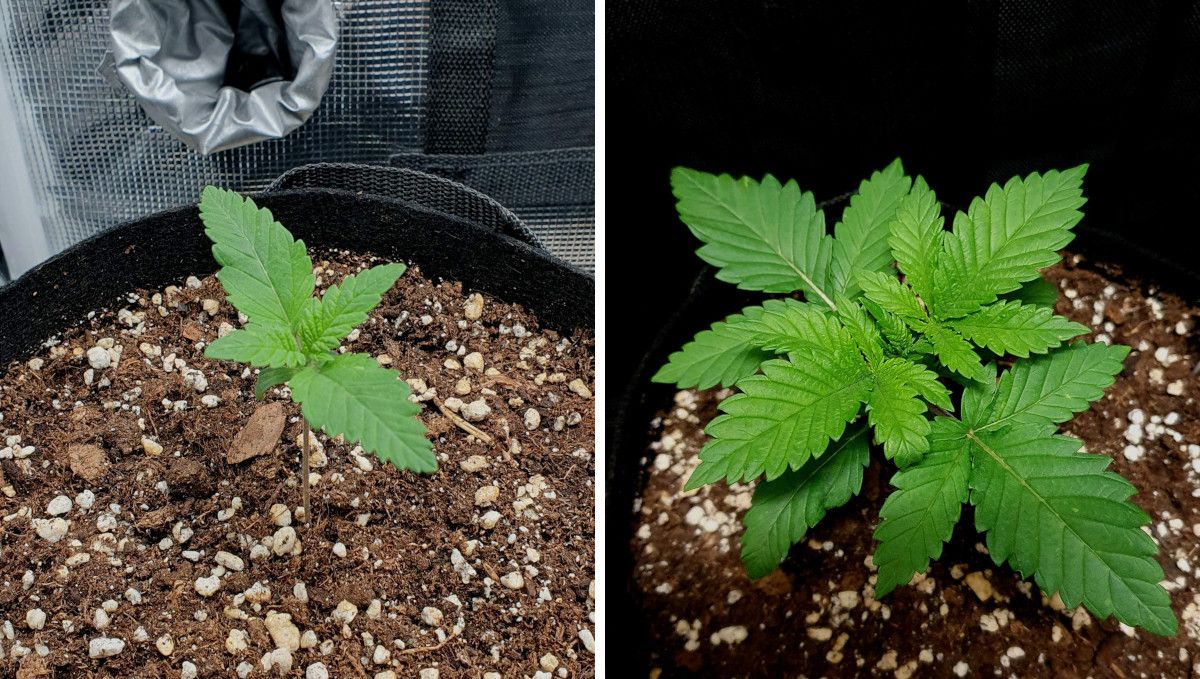 Wedding Cheesecake FF cannabis strain: early veg | week 2 | progress through the 2nd week Wedding Cheesecake FF cannabis strain: early veg | week 2 | progress through the 2nd week