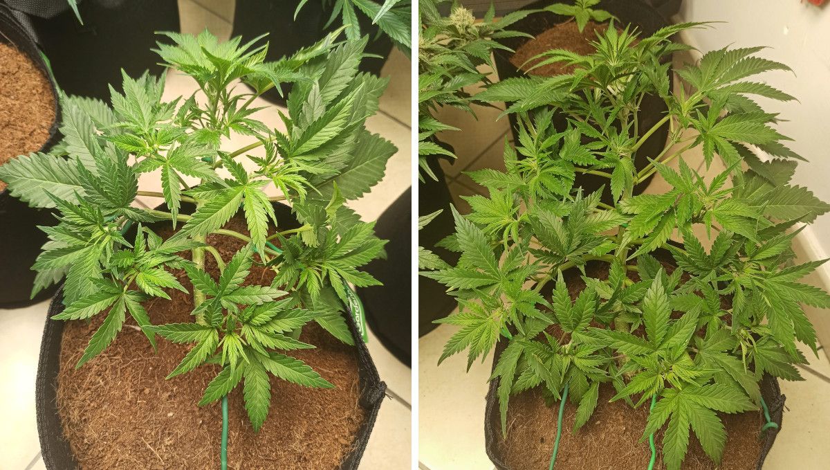 Afghan Kush Auto Cannabis Strain Week-by-Week Guide: A bushy, branchy weed plant LST'd in week 4 and 5 and showing first pistils Afghan Kush Auto Cannabis Strain Week-by-Week Guide: A bushy, branchy weed plant LST'd in week 4 and 5 and showing first pistils