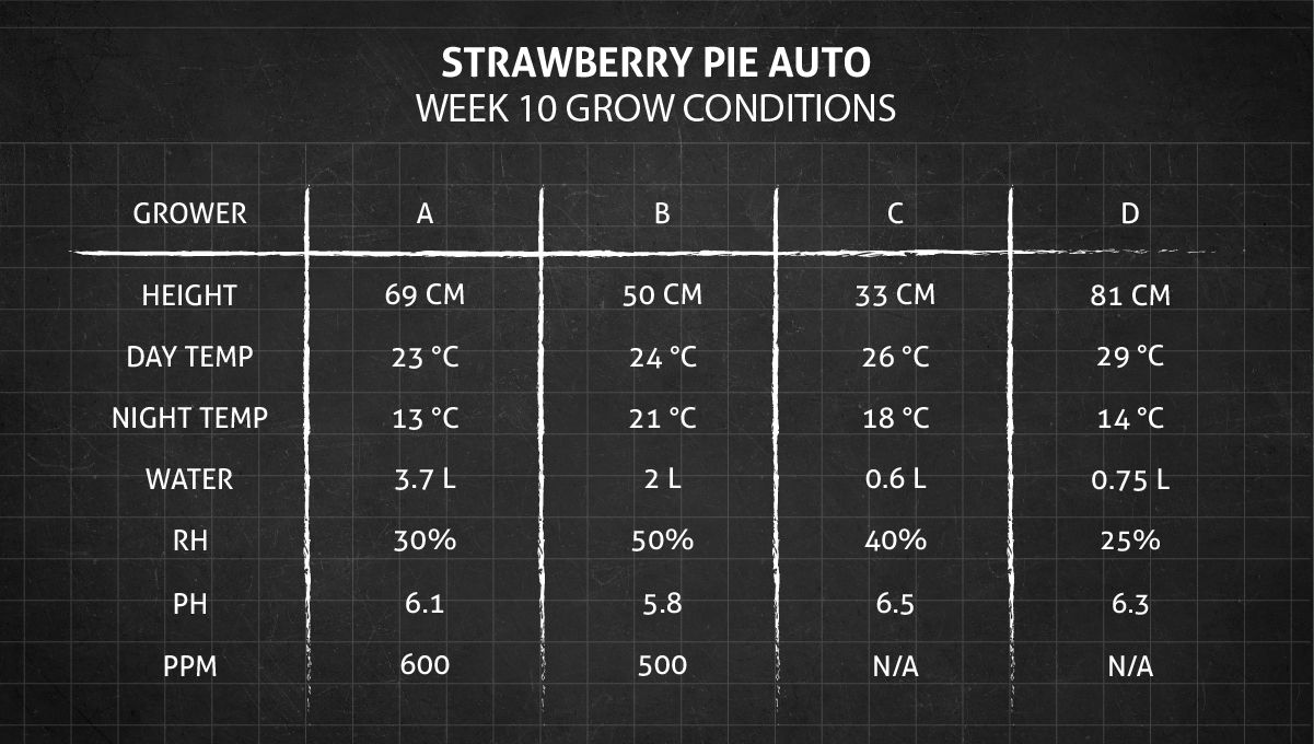Strawberry Pie Auto Cannabis Strain Week-by-Week Guide: Week 10 grow conditions Strawberry Pie Auto Cannabis Strain Week-by-Week Guide: Week 10 grow conditions