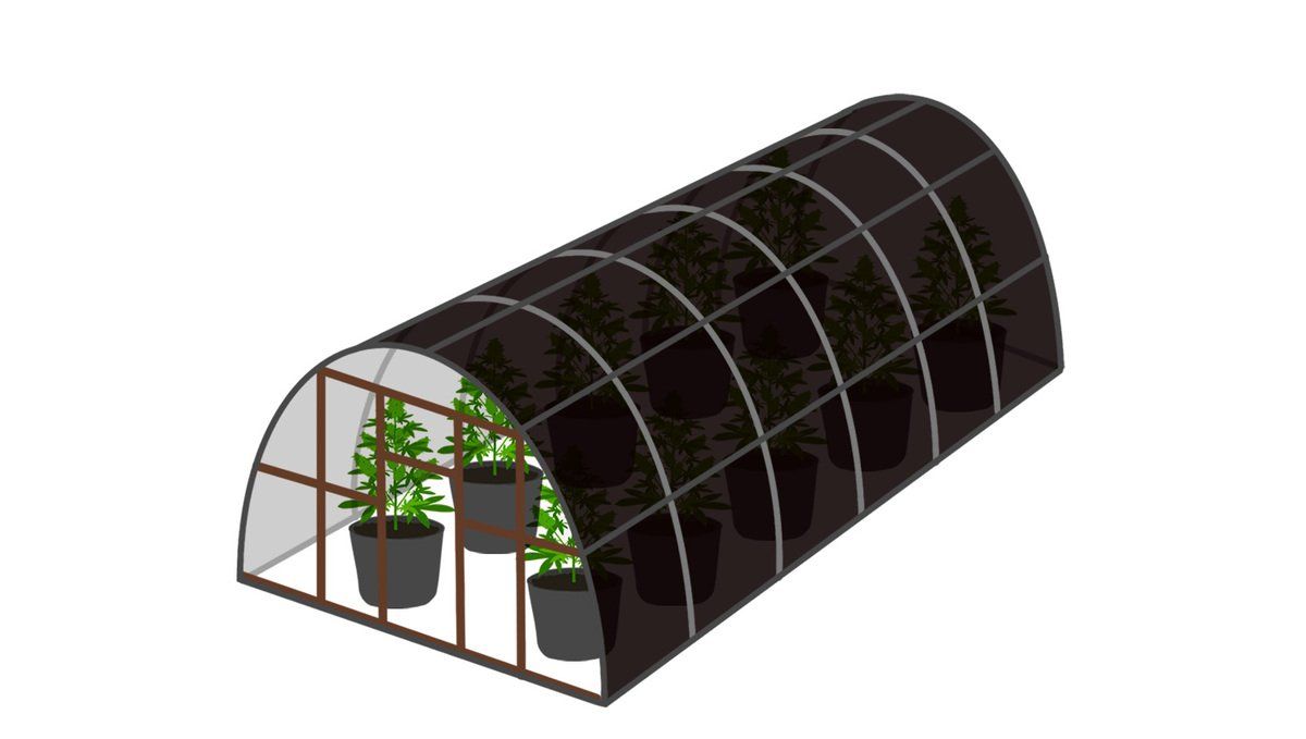 Mejor horario de luz para la floración: al aire libre