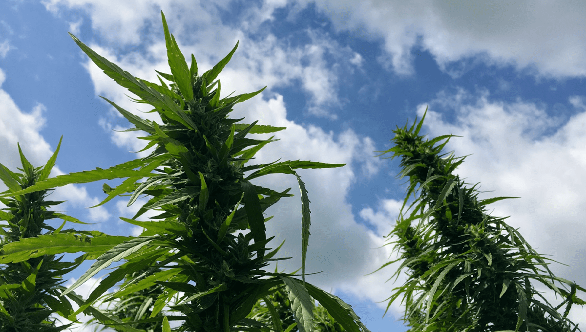 Weed in malta: history and politics Weed in malta: history and politics