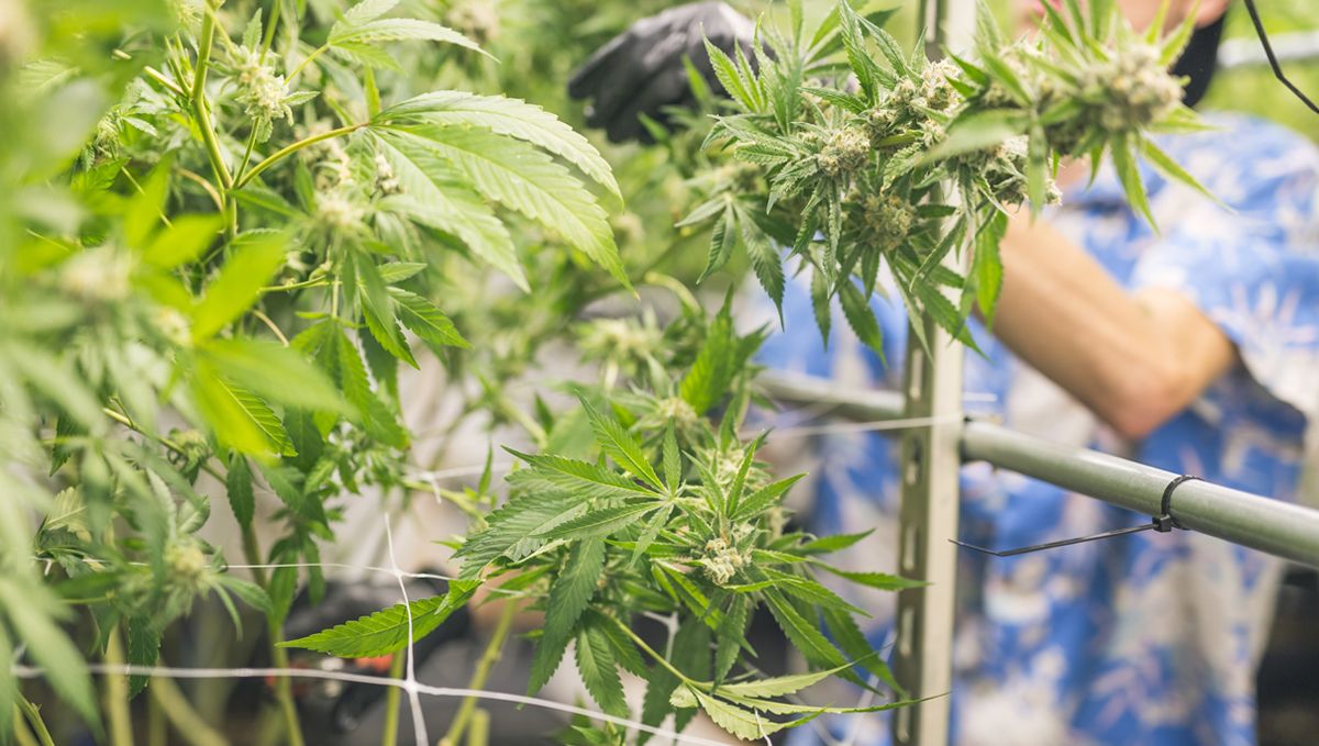 Monster cropping: the best strain for monster cropping