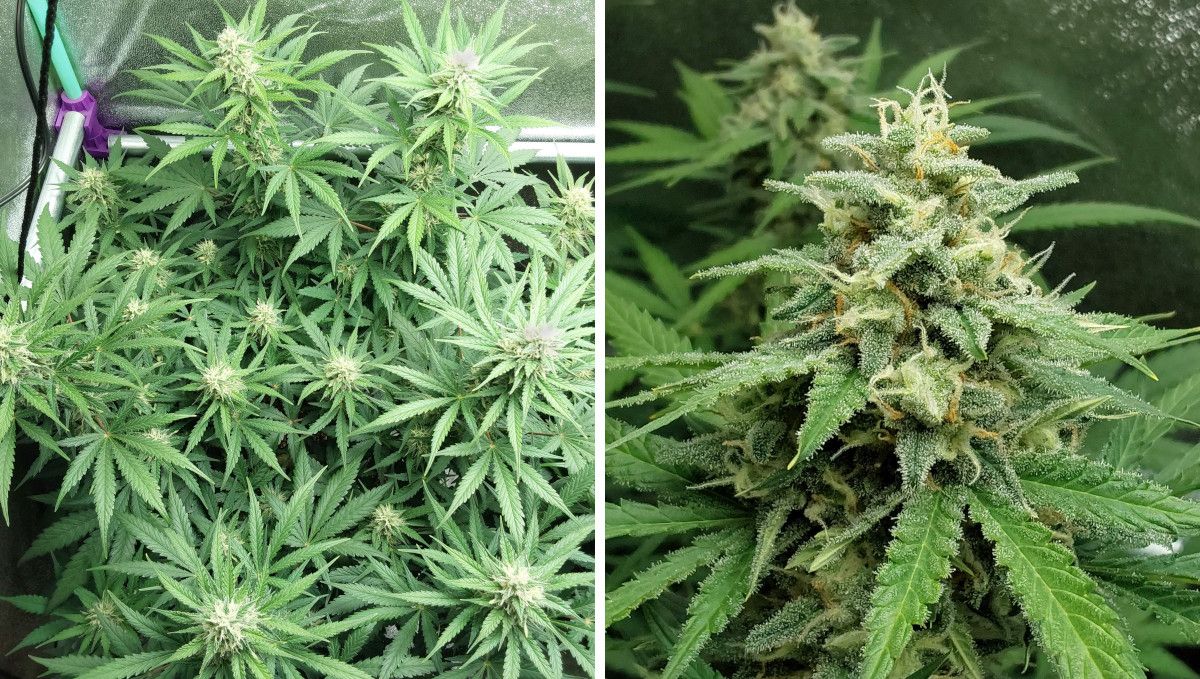 Blue Dream Auto cannabis strain: mid flower (bulk phase) | week 8 Blue Dream Auto cannabis strain: mid flower (bulk phase) | week 8