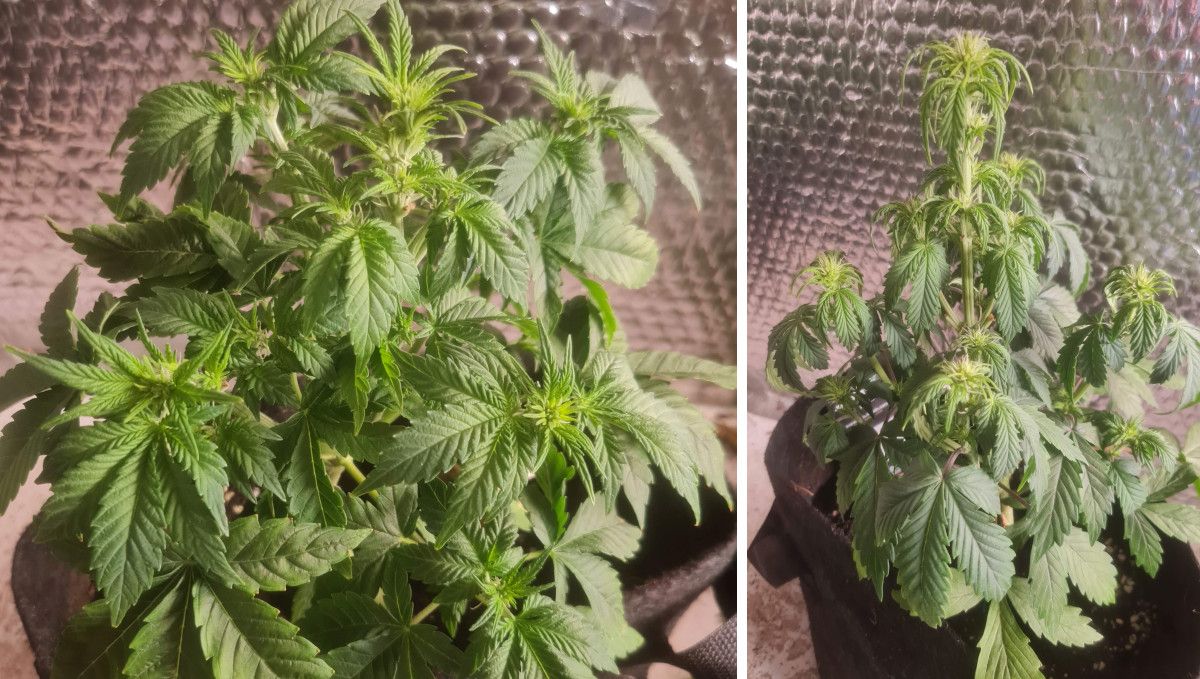 Frosted Guava Auto cannabis strain: transition (pre-flower) | week 5 | an overwatered weed plant on the cusp of flowering