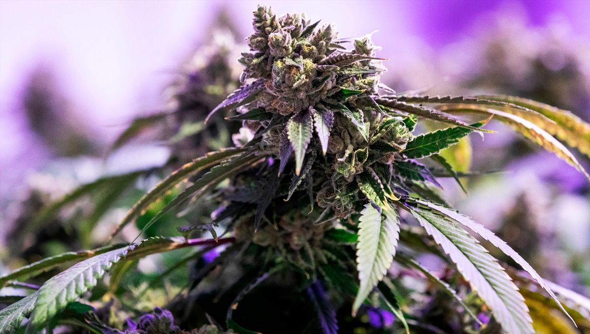 The history of the z autoflowering strain The history of the z autoflowering strain