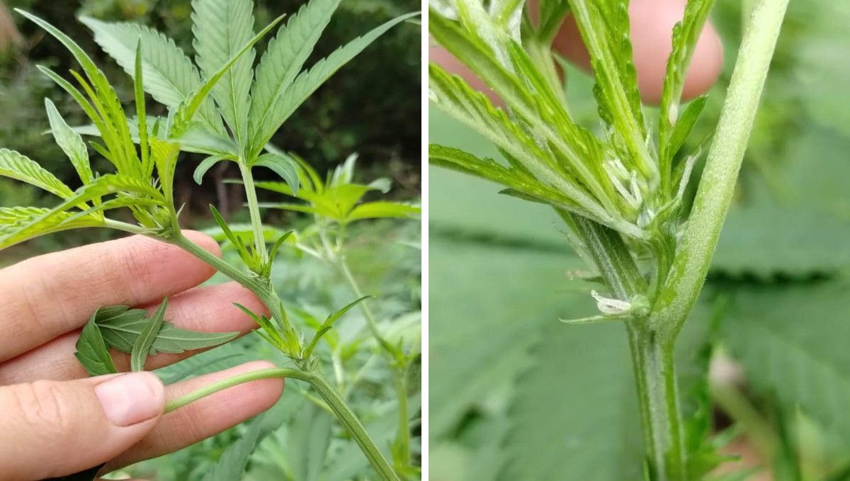 GG4 Sherbet FF cannabis strain: transition (pre-flower) | week 7 | a growers hand as he shows the first pistils at the nodes