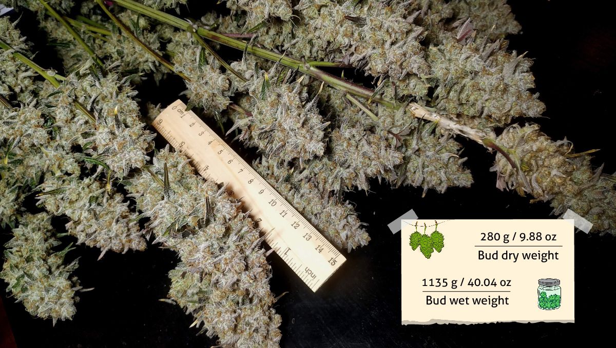 Gorilla Z Auto cannabis strain: yield and smoke report | a bunch of wet-trimmed branches with a ruler as a reference