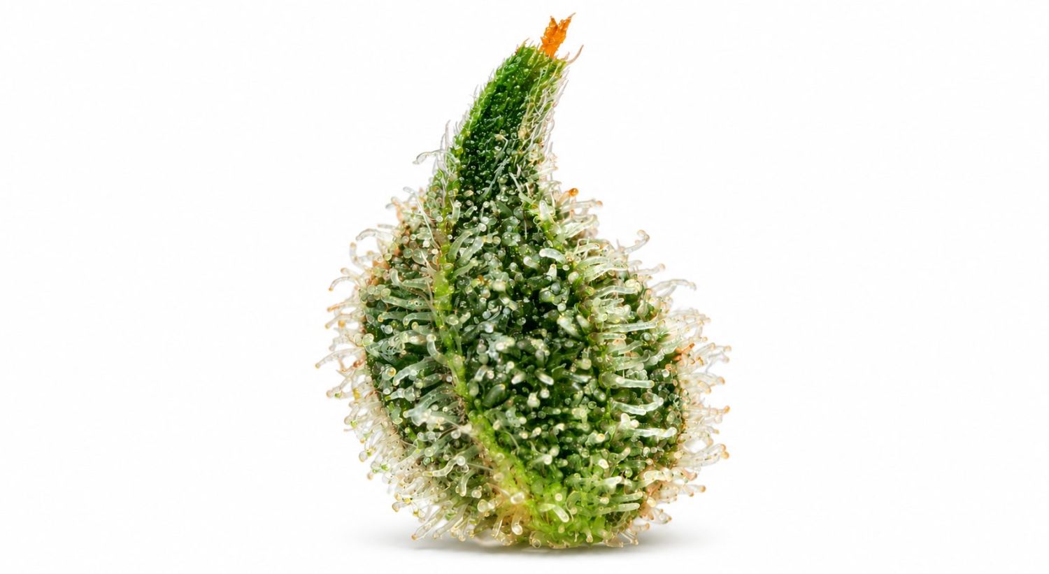 Анатомија на канабис: брактеи Cannabis plants anatomy: bracts