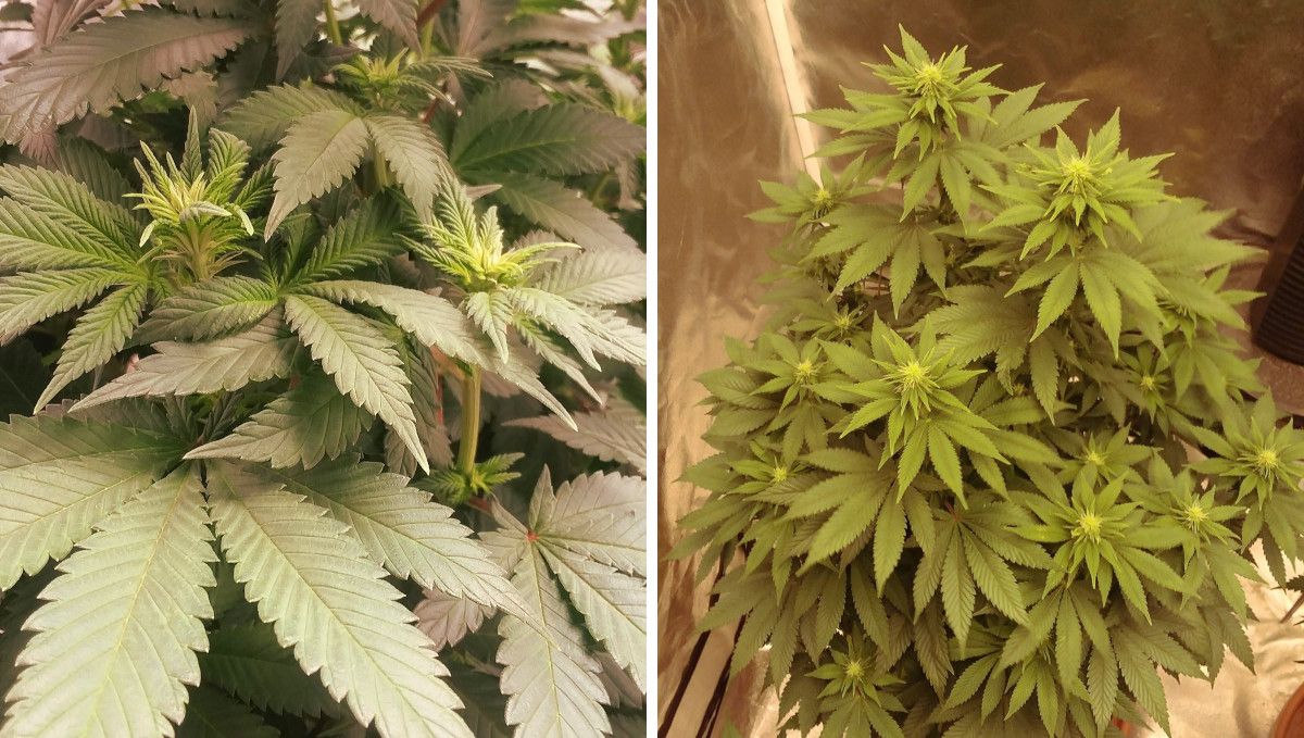 Pineapple Chunk Cannabis Strain Week-by-Week Guide: A closeup of the tops of a weed plant on the brink of flowering and a top view of the same plant after it has started to flower