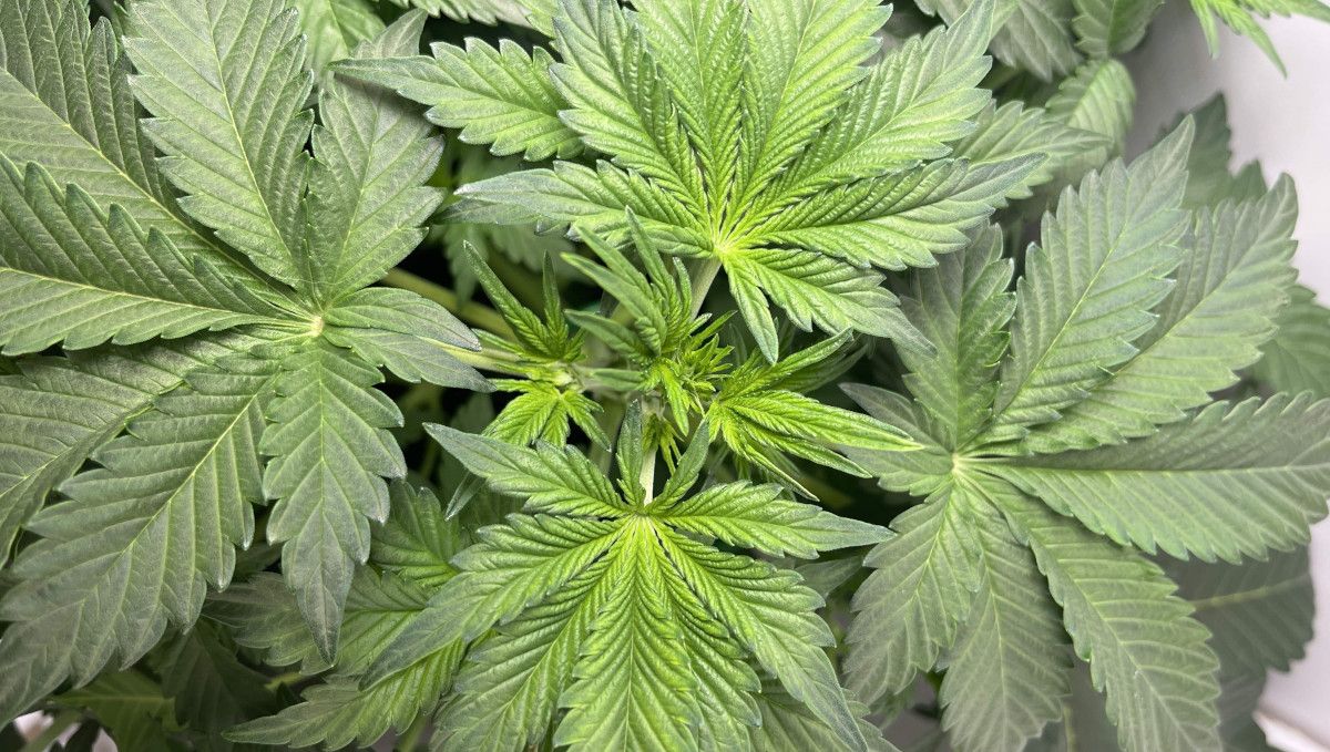 Six Shooter Auto cannabis strain: mid veg | weeks 3-4 | an indoor autoflower seen from above