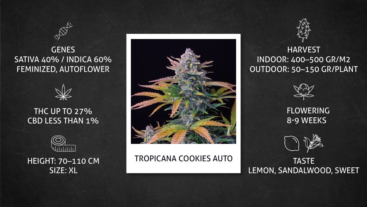 Tropicana Cookies Auto cannabis strain: datasheet Tropicana Cookies Auto cannabis strain: datasheet