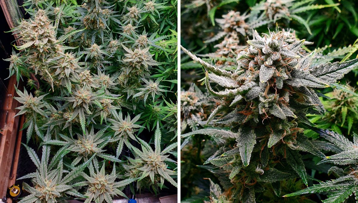 Cherry Cola Auto cannabis strain: mid flower (bulk phase) | weeks 7-8 | bulky main cola